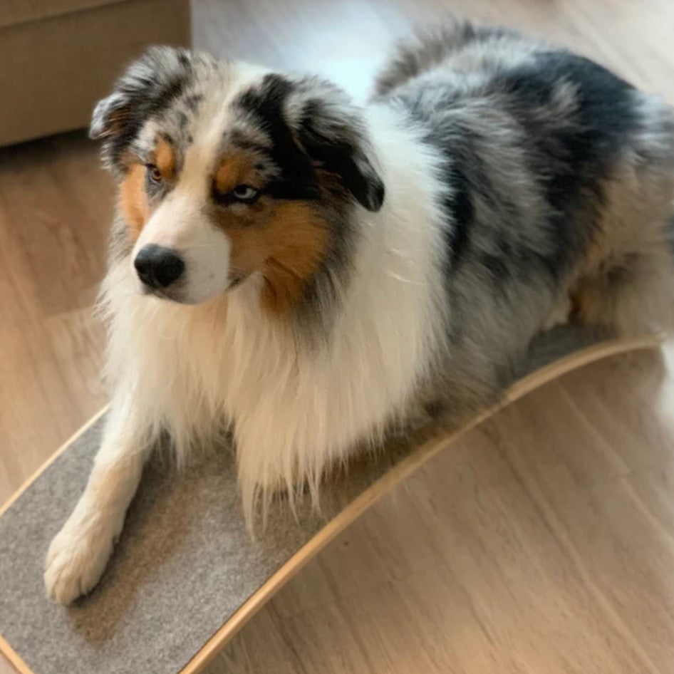 Dog sitting on a wooden balance board with gray felt
